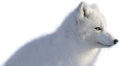 Arctic Fox Couriers Arctic Fox Couriers