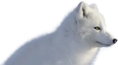 Arctic Fox Couriers Arctic Fox Couriers